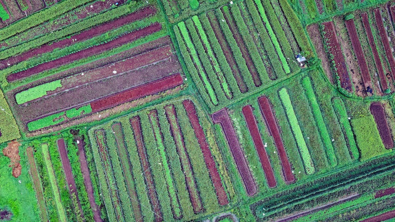 why-choose-us A vibrant aerial shot of agricultural fields in Cisauk, Banten, showcasing diverse crops.